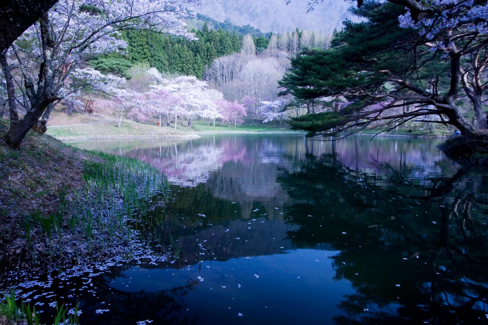 半田沼の写真2