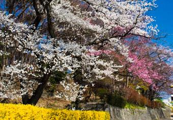 陣屋の杜公園写真