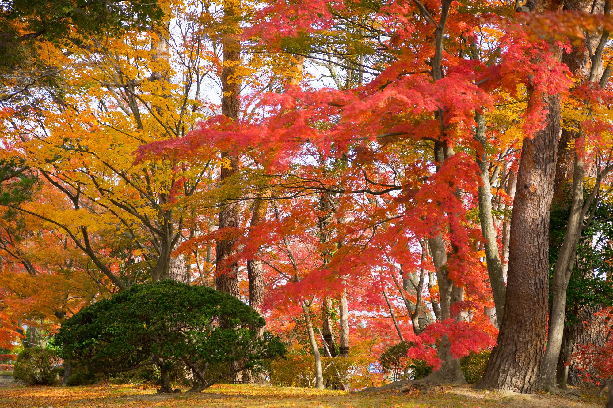 陣屋の杜公園の画像