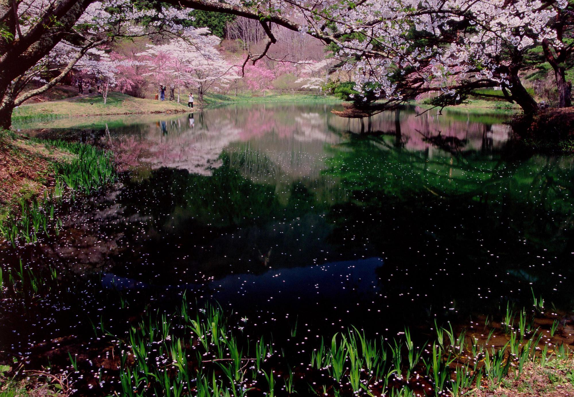 半田山自然公園の画像2