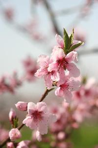 桃の花の写真