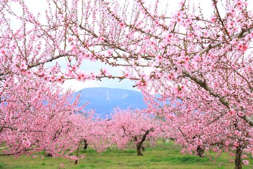 「桃源郷から望む半田山」写真