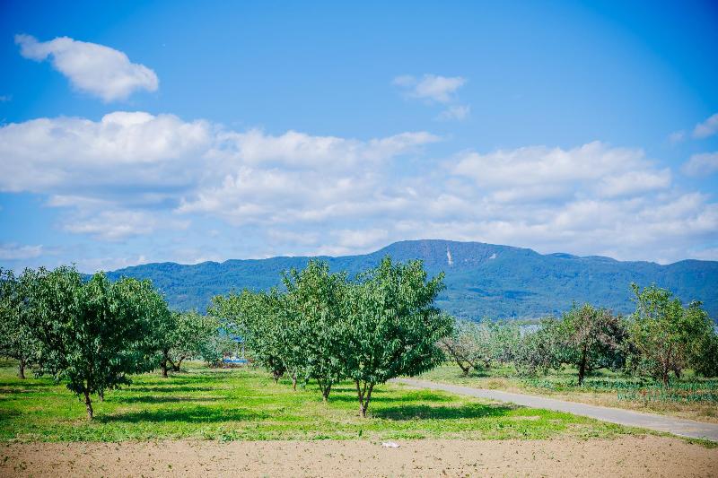 桃の木が並んでいる風景
