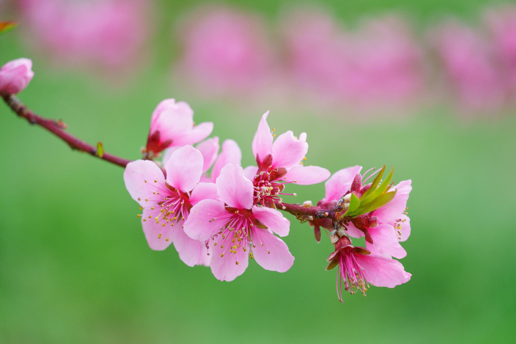 モモの花画像
