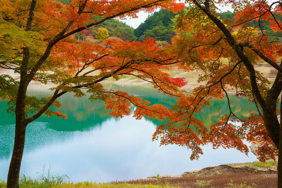 半田山紅葉