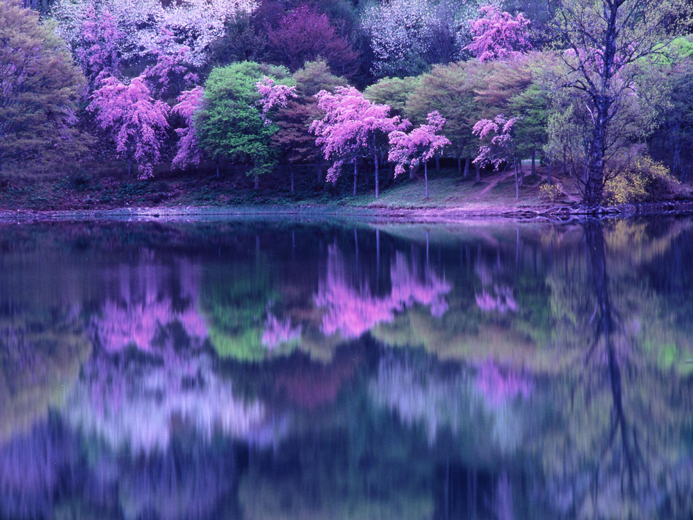 半田山自然公園の桜