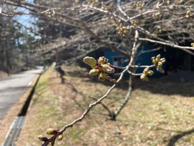 4月9日管理センター駐車場　桜１