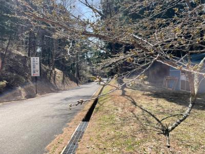 4月9日管理センター駐車場　桜２