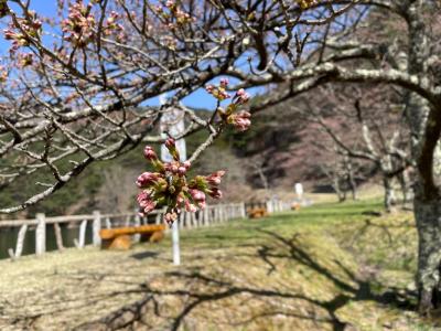 4月9日見晴台　桜１