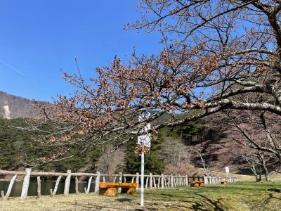 4月9日見晴台　桜２