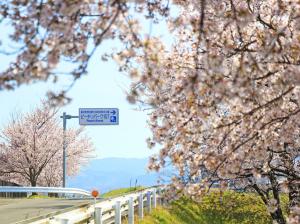 ピーチリバーク157の桜