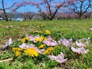 花が落ちた畑