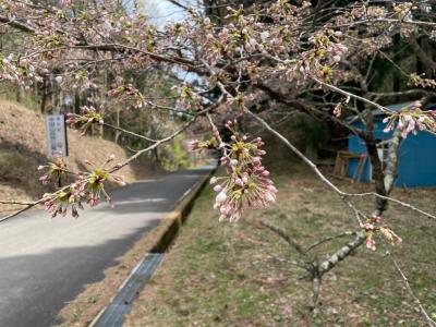 4月14日管理センター駐車場　桜１