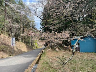4月14日管理センター駐車場　桜２