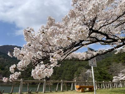 4月14日見晴台　桜１