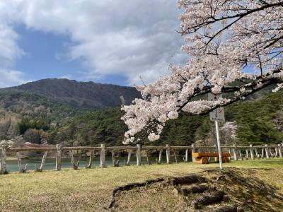 4月14日見晴台　桜２