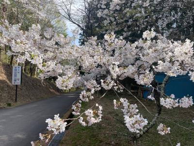 4月17日管理センター駐車場　桜１