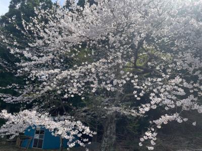 管理センター駐車場　桜２