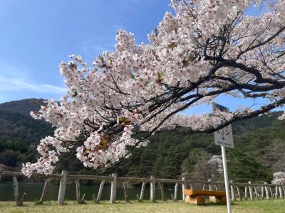 4月17日見晴台　桜１