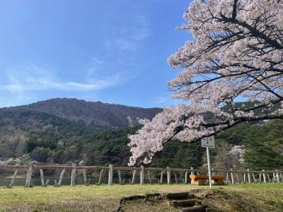 4月17日見晴台　桜２