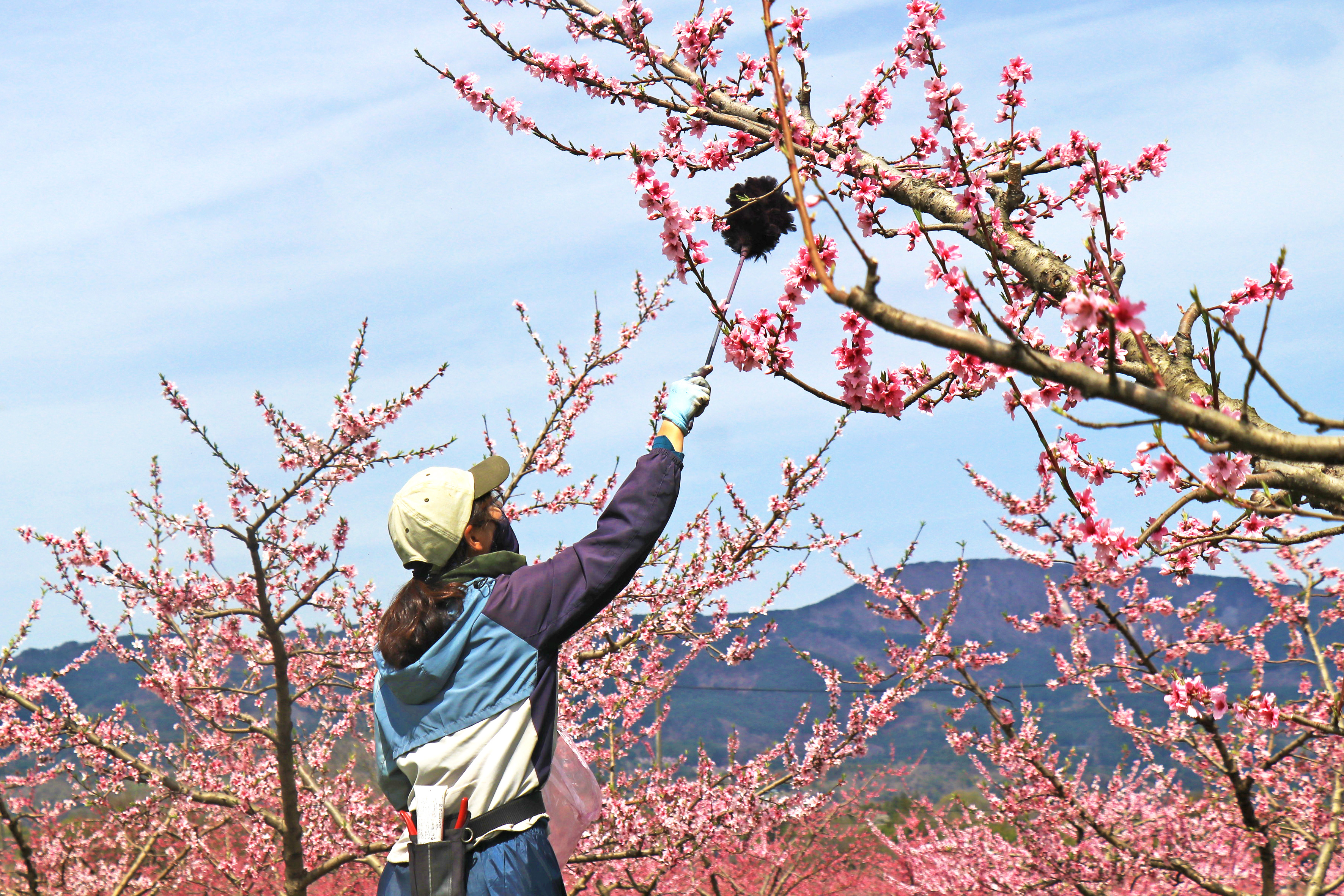 花粉つけ