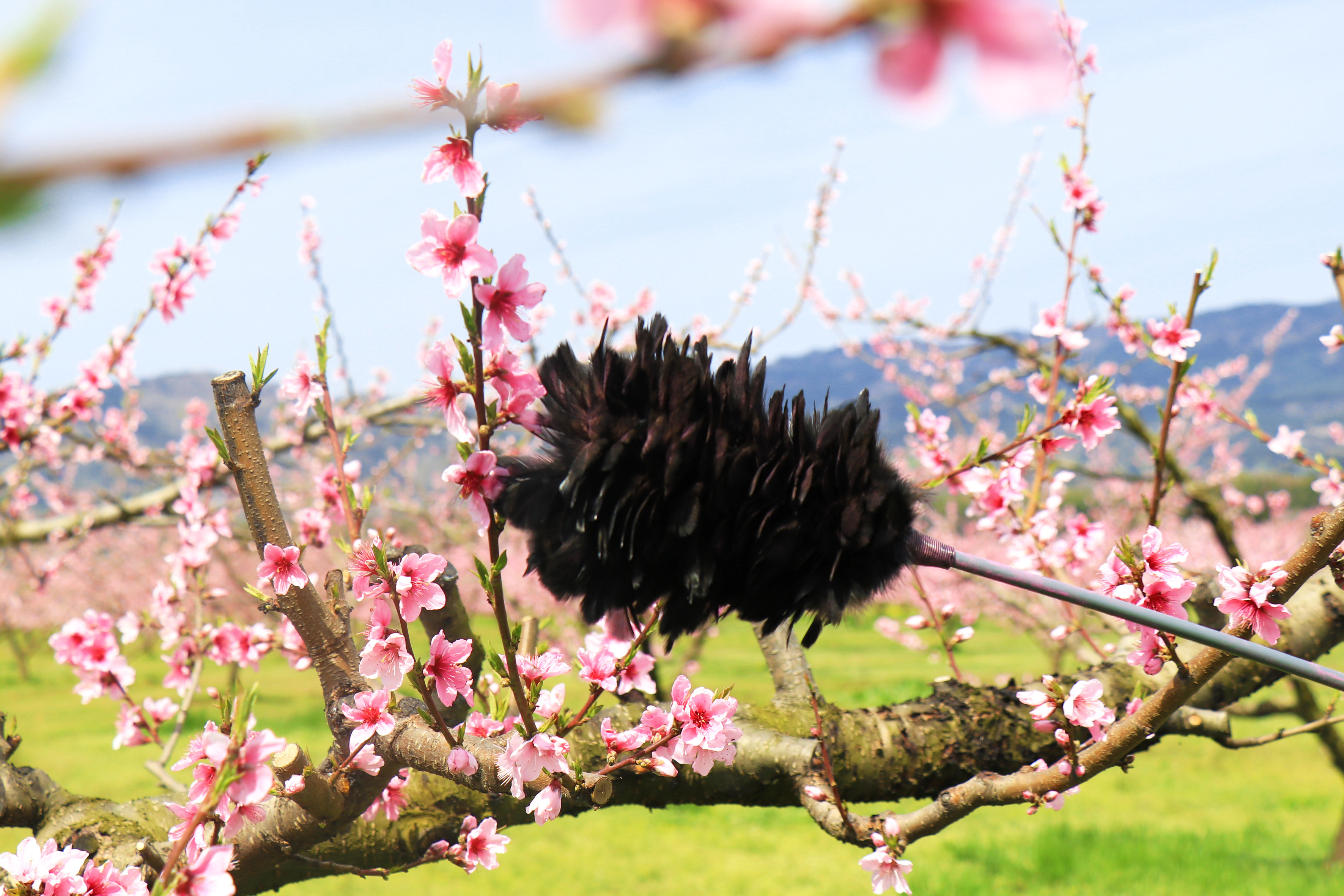 花粉つけ