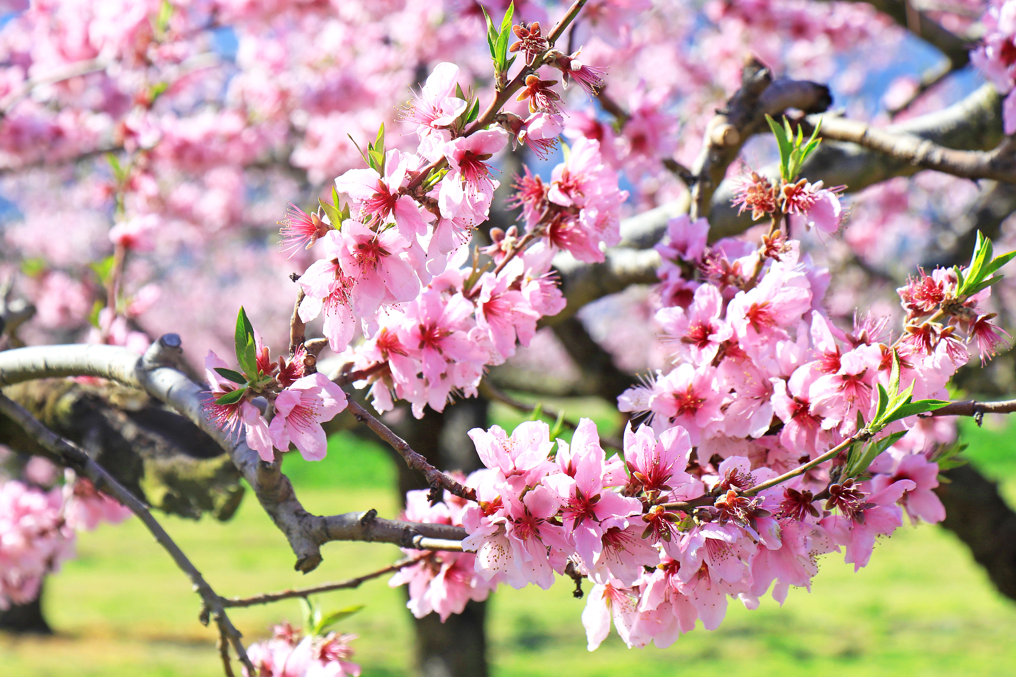 桃の花
