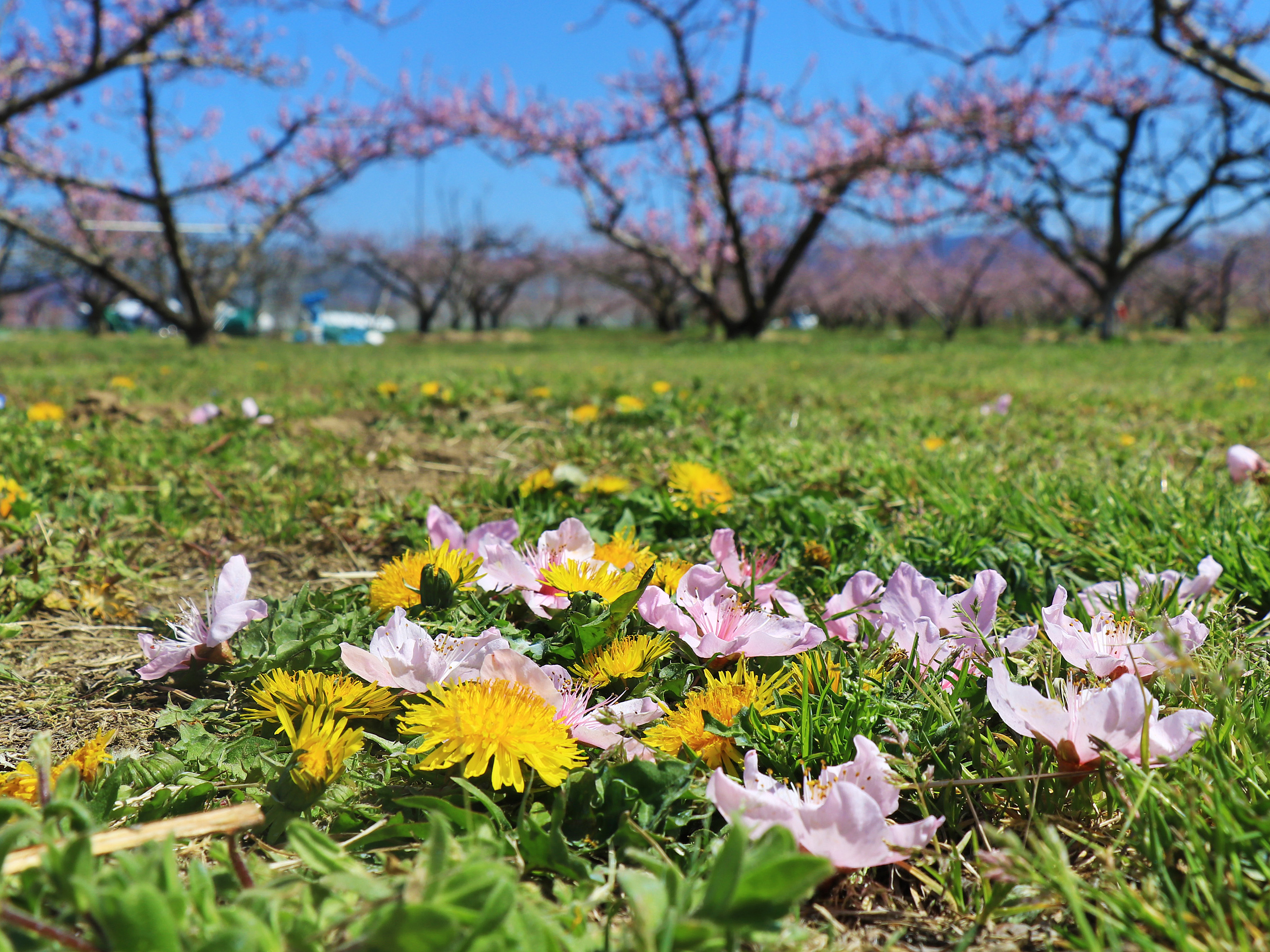 花びら落ちた