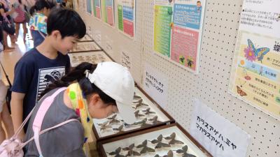 いろんなチョウがいるね