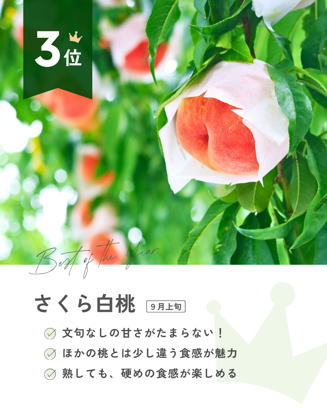 推し桃ランキング
