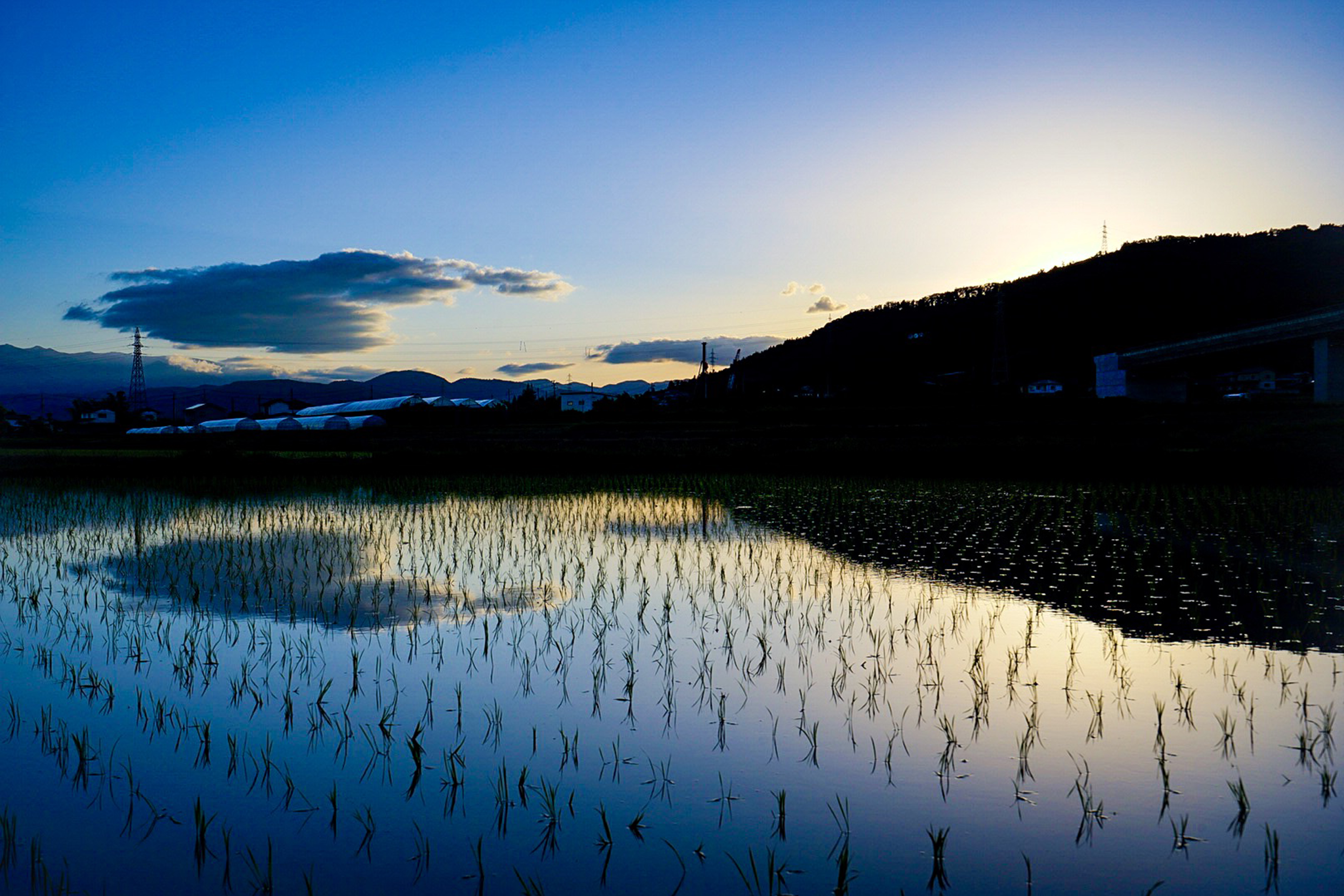 田んぼ
