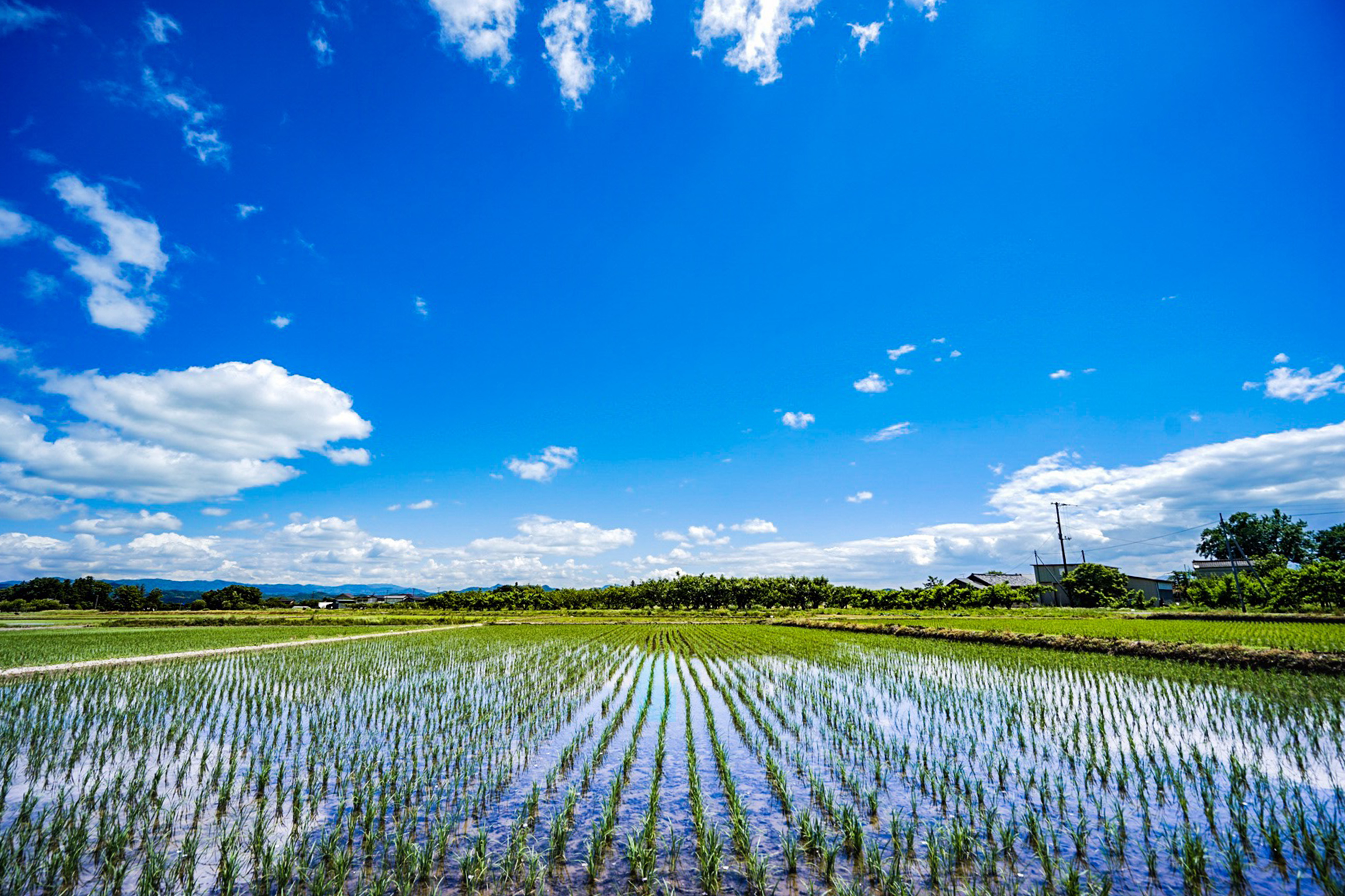 桑折町の田んぼ